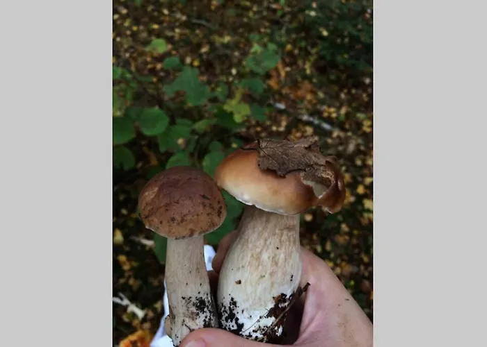 Sanmari_forest Ledenice